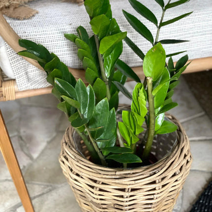 alex rattan planter
natural rattan planter
woven plant pot
rattan indoor planter
boho plant holder
natural fiber planter
decorative plant basket
indoor plant pot rattan
planter singapore
home decor singapore